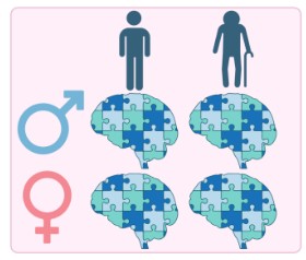 Impact of Age and Sex on the Synaptic Proteome