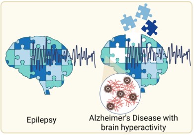 Molecular Basis of Synaptic Hyperactivity