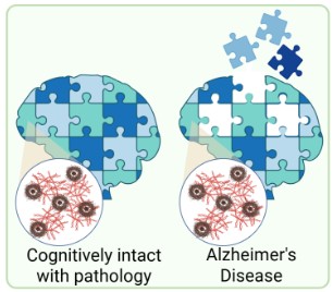 Cognitive Resilience and the Synaptic Proteome